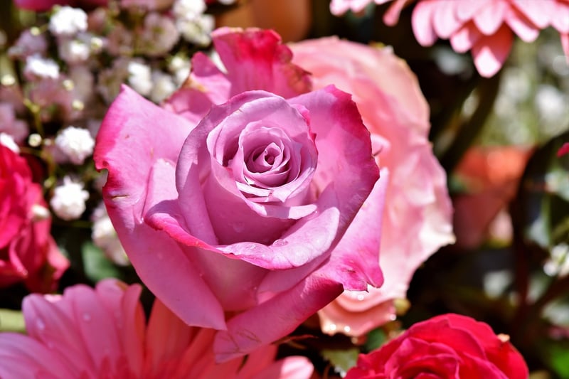 Climbing Roses